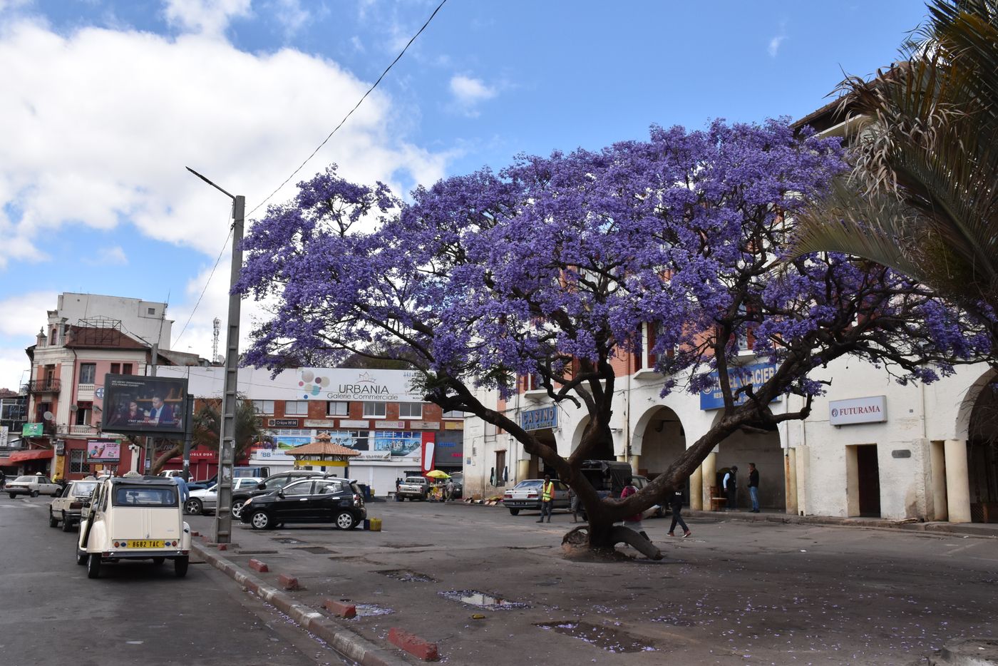 Jacaranda tree flowering in a Nairobi street
