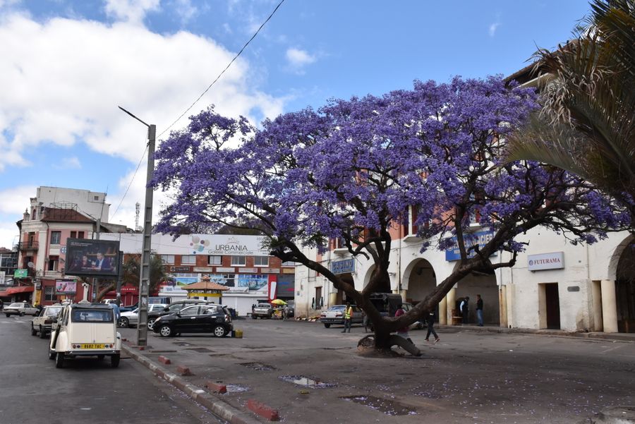 Jacaranda tree flowering in a Nairobi street