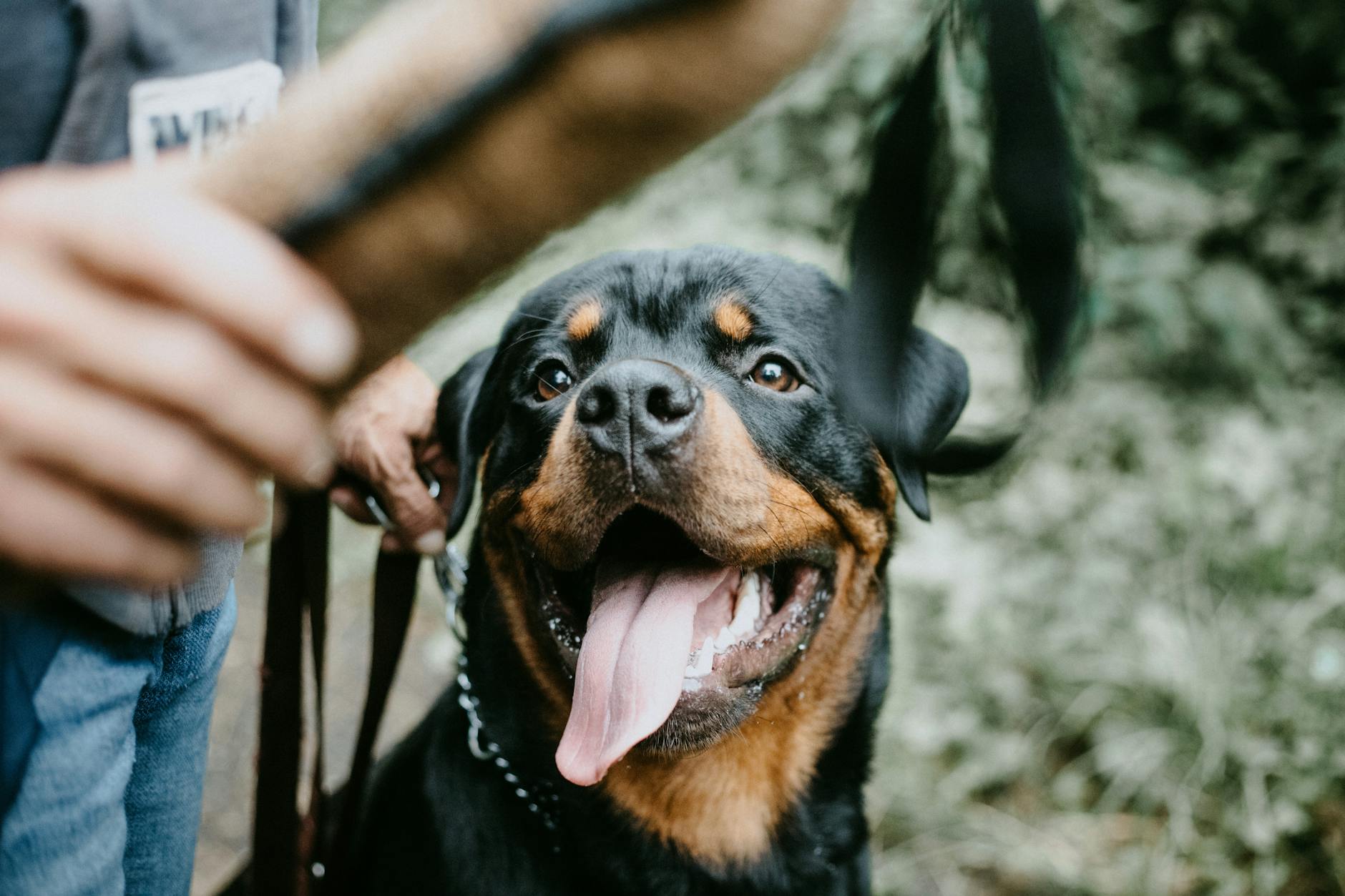Aggressive Dog Training is an Art
