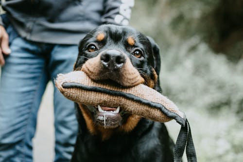 Shallow Focus Photo of Dog Beside Person