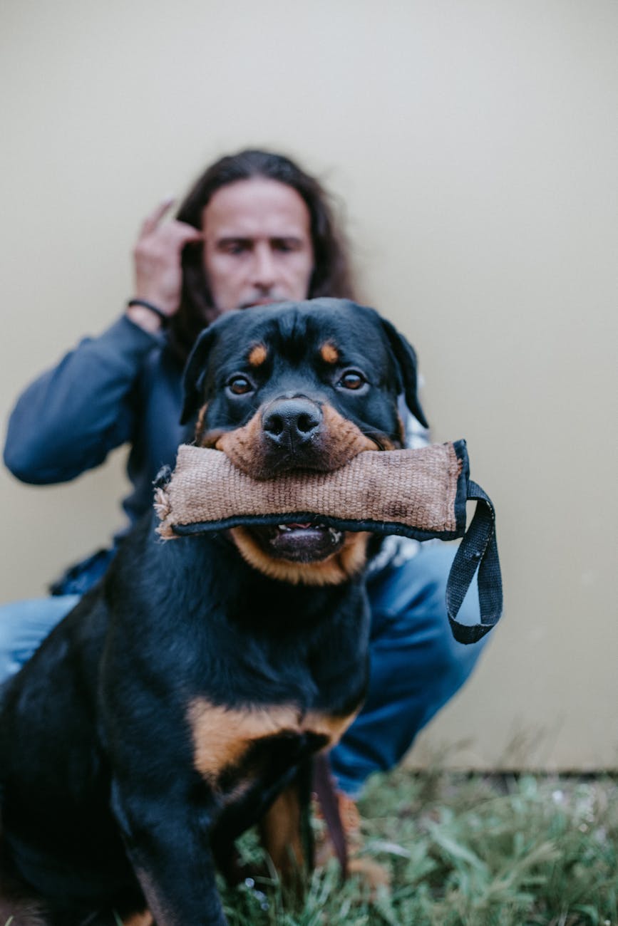 Service Dog Training is Intensive