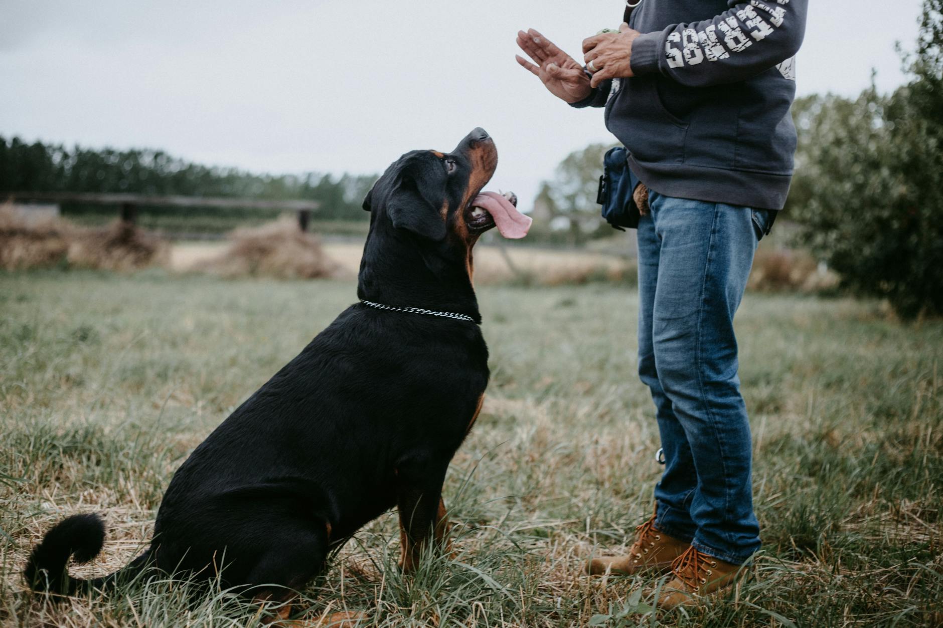 man training a dog 