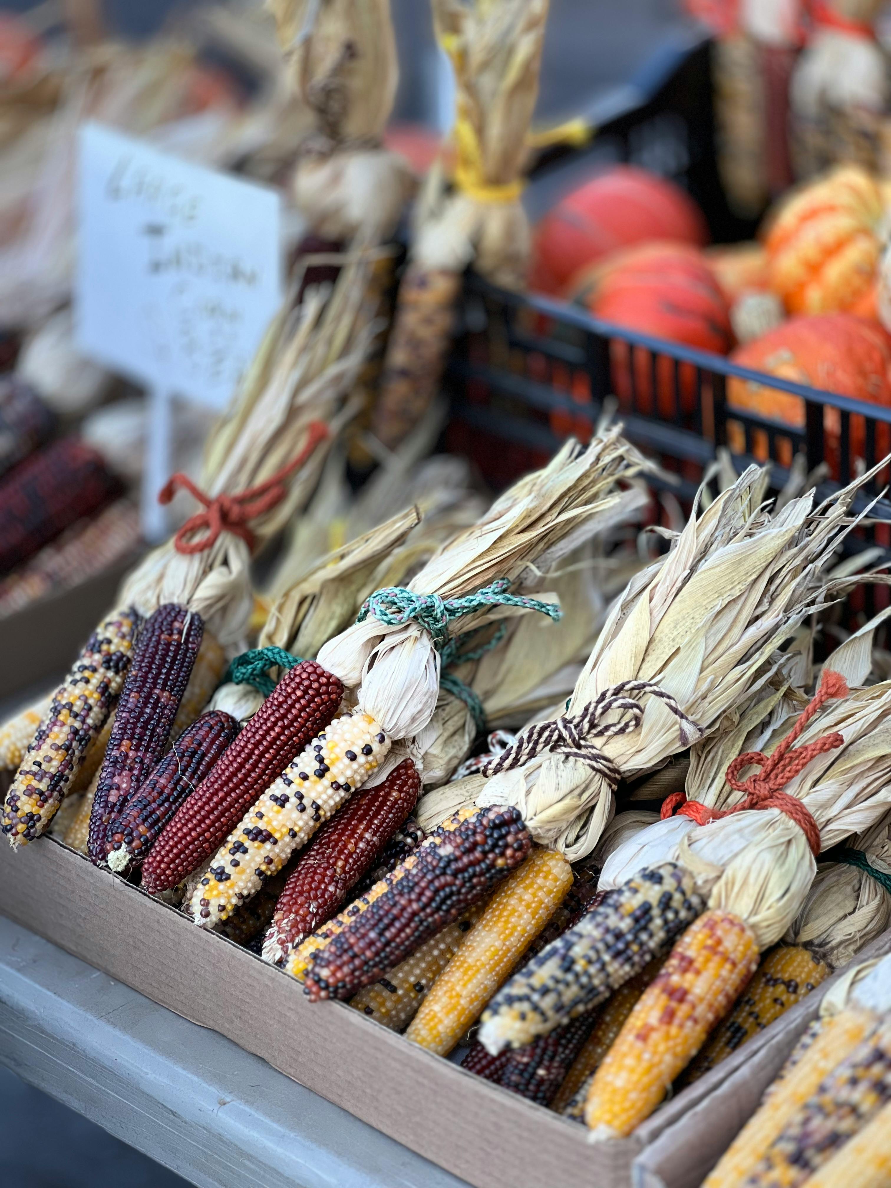 free-photo-of-colorful-indian-corn-stalks-at-farmers-market.jpeg?auto\u003dcompress\u0026cs\u003dtinysrgb\u0026dpr\u003d1\u0026w\u003d500