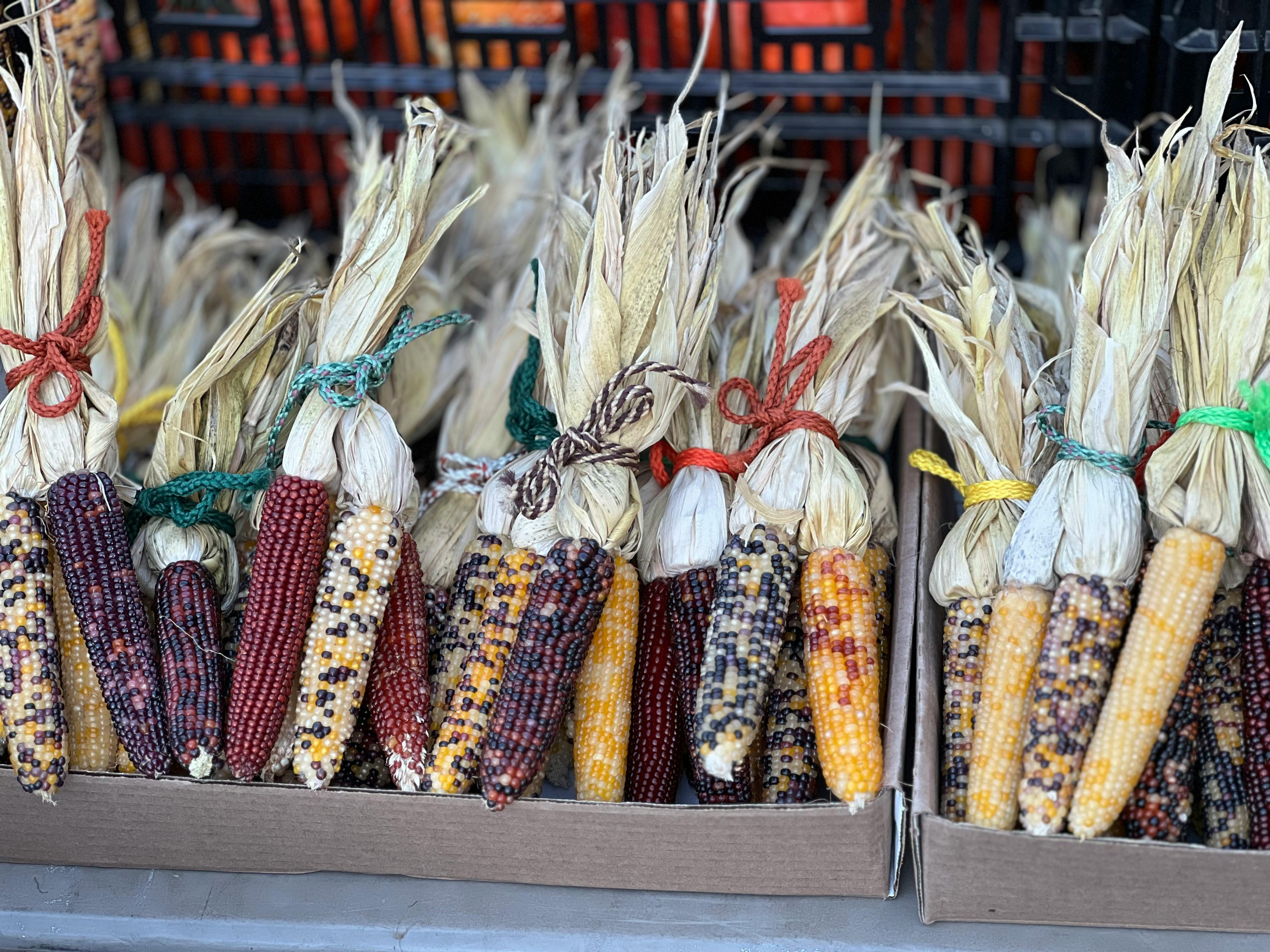 free photo of colorful indian corn ears on display for autumn decor