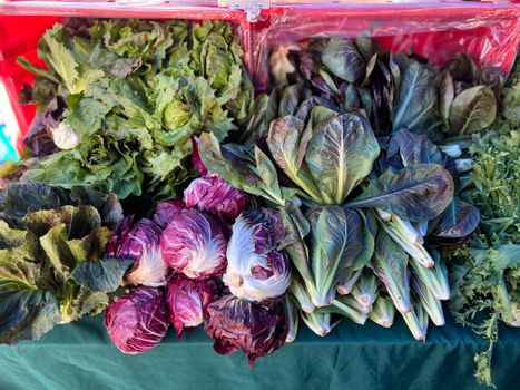 Radicchio