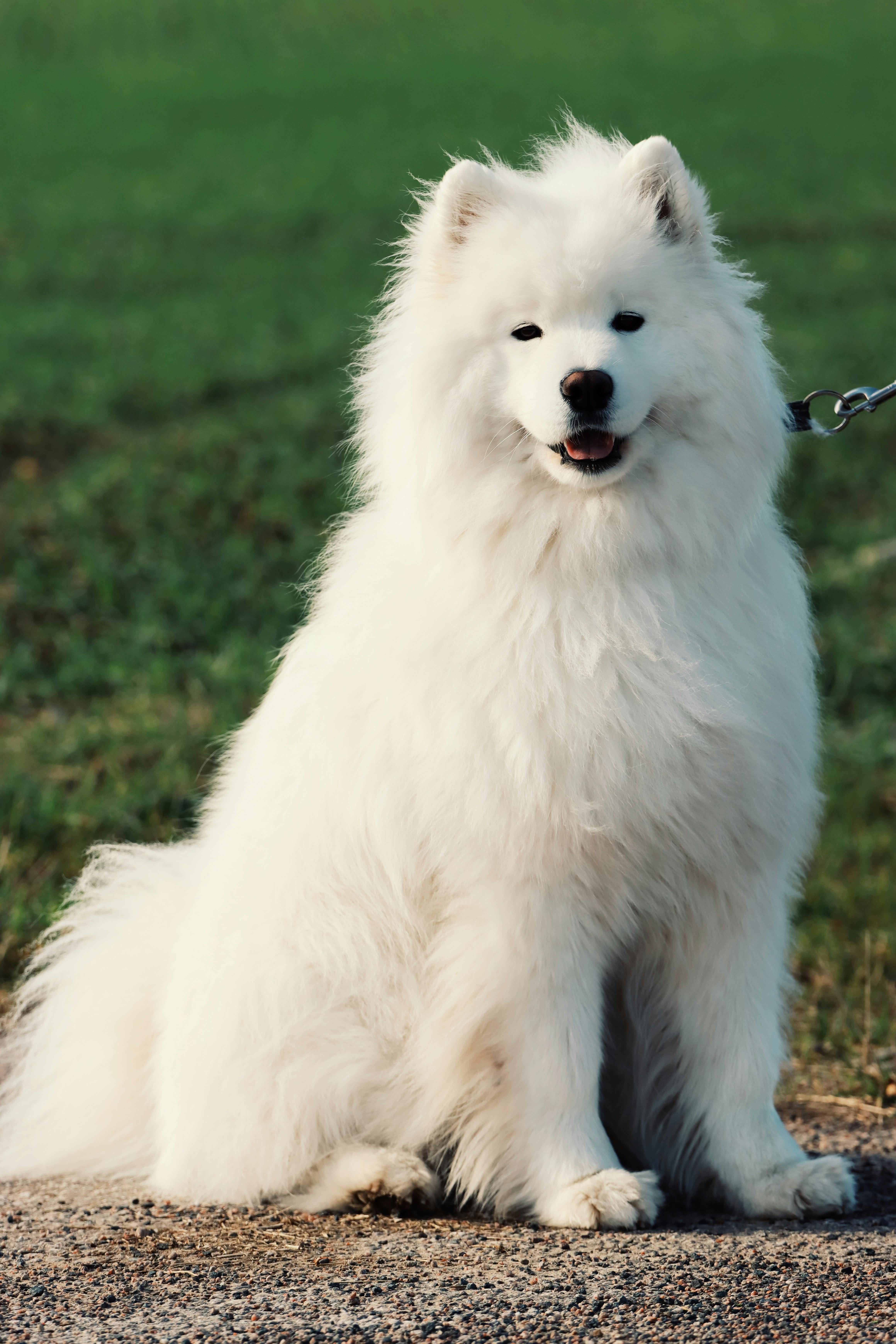 charming samoyed dog posing outdoors in sweden