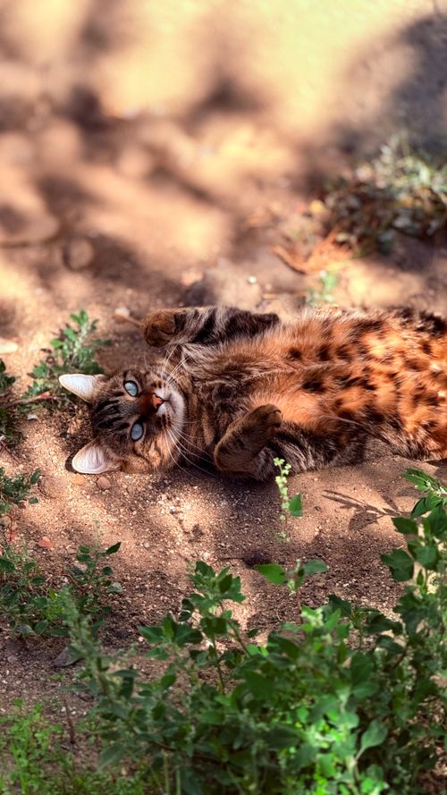 Free Cute tabby cat enjoying a sunny day outdoors, lying on the ground surrounded by greenery. Stock Photo