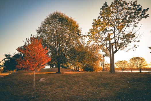 Scenic autumn view of Cove Island Park with vibrant maple trees at sunrise.