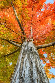 Colorful autumn maple tree in Boulder, Colorado with vibrant red and orange leaves.