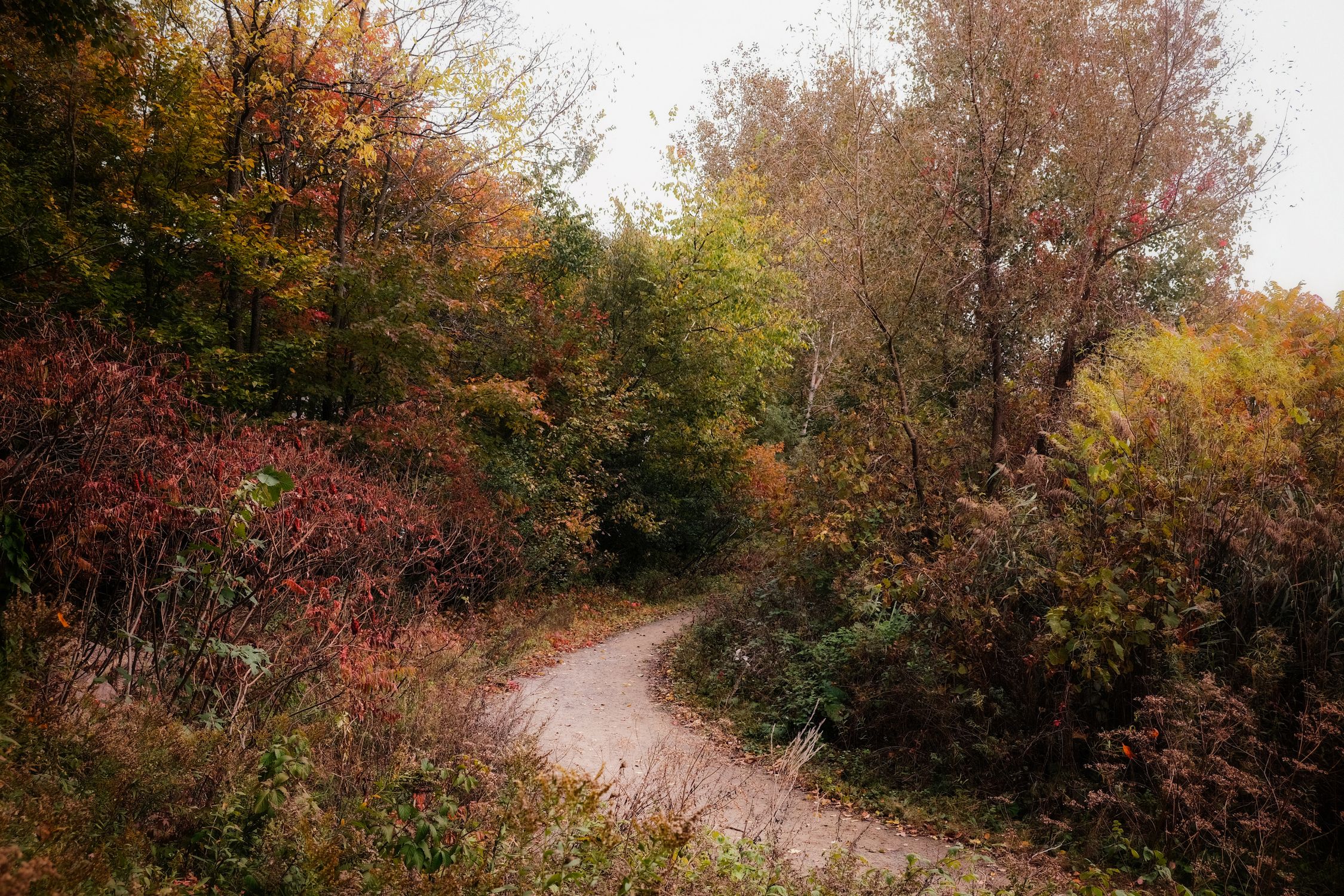 Scenic Autumn Pathway Through Vibrant Forest · Free Stock Photo