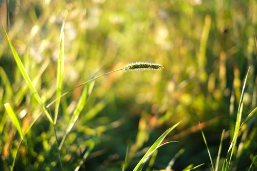 Free A serene close-up of green grass with golden bokeh, creating a tranquil natural scene. Stock Photo
