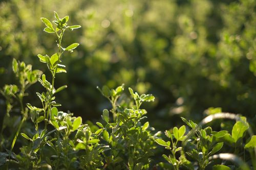 Free Close-up of lush green plants illuminated by warm sunlight, capturing nature's tranquility. Stock Photo