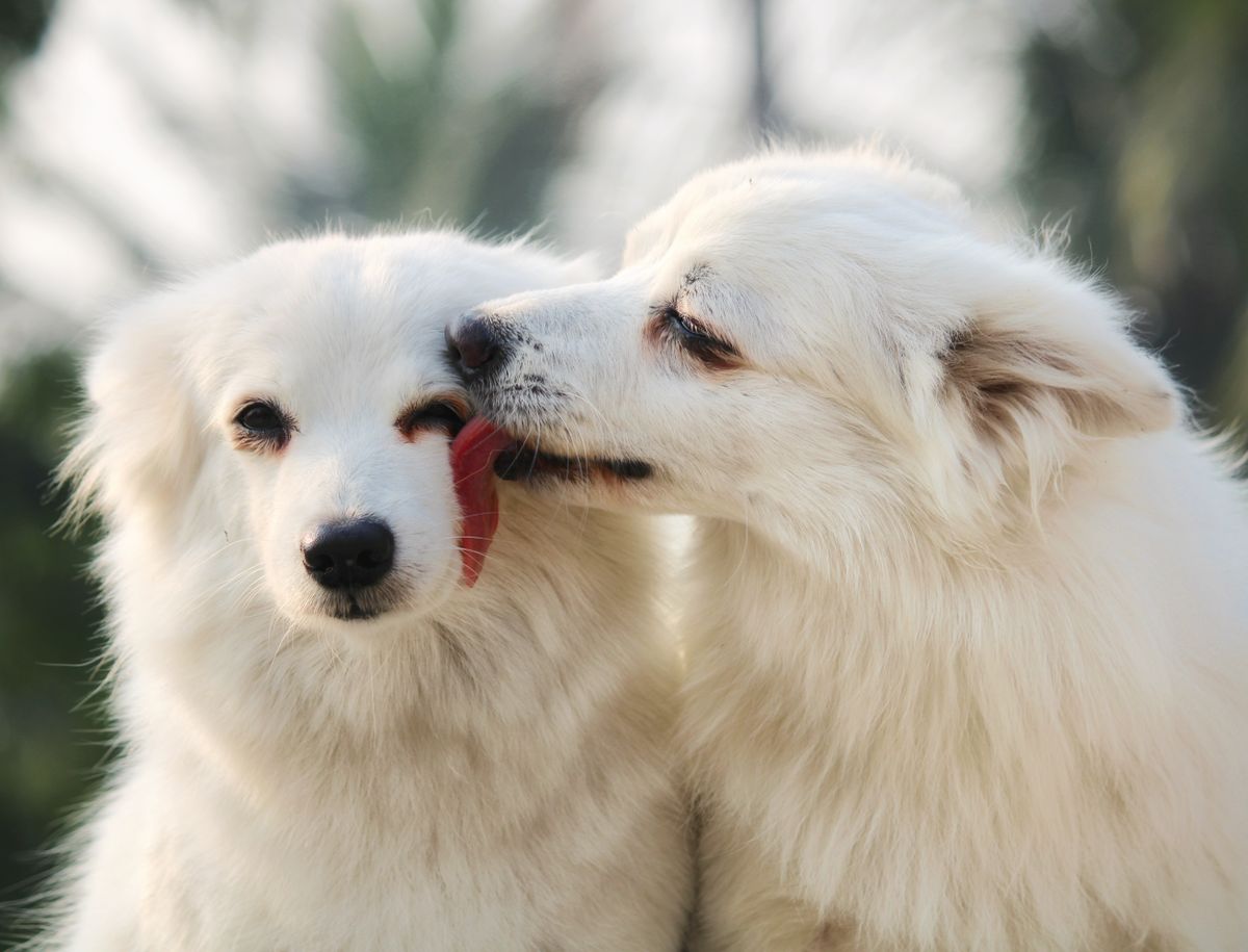 Birbirine sarılmış iki köpeğin mutlu yüzlerini gösteren yakın çekim
