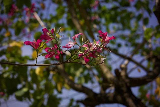 Close-up of pink Bauhinia flowers on a tree branch with a blurred leafy background., quebra-cabeça online gratuito em JigsawPuzzlesFreeOnline.org