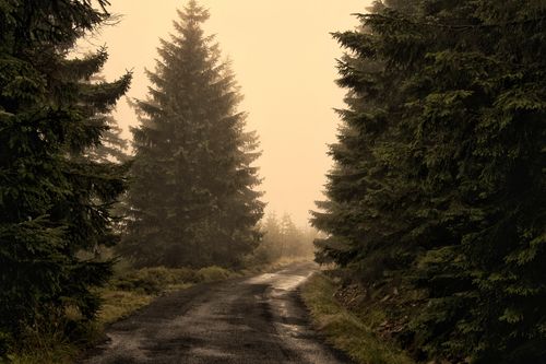 Free Serene misty forest road lined with evergreen trees during a quiet autumn evening. Stock Photo