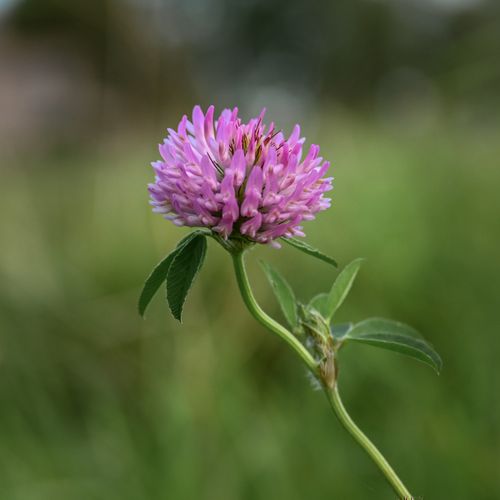 Free Vibrant red clover flower captured in a natural setting in Limburg, Netherlands. Stock Photo