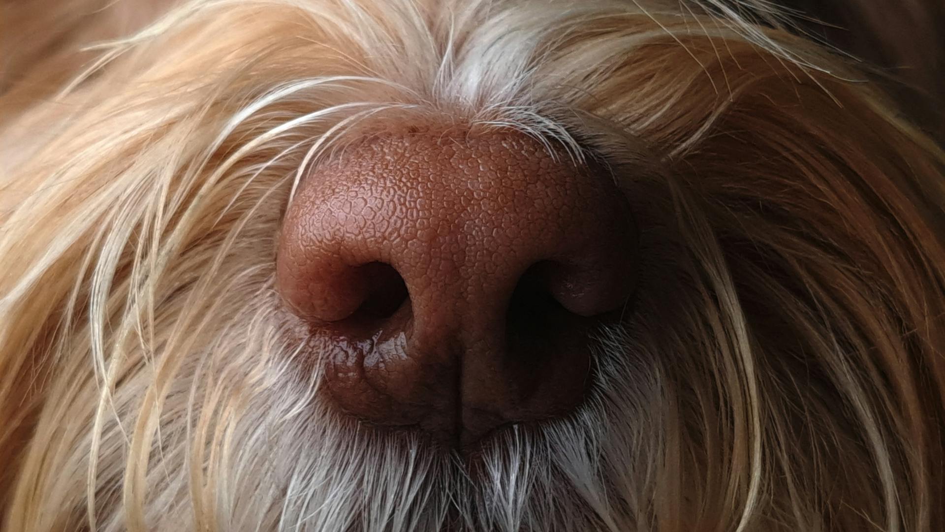 Dog's nose