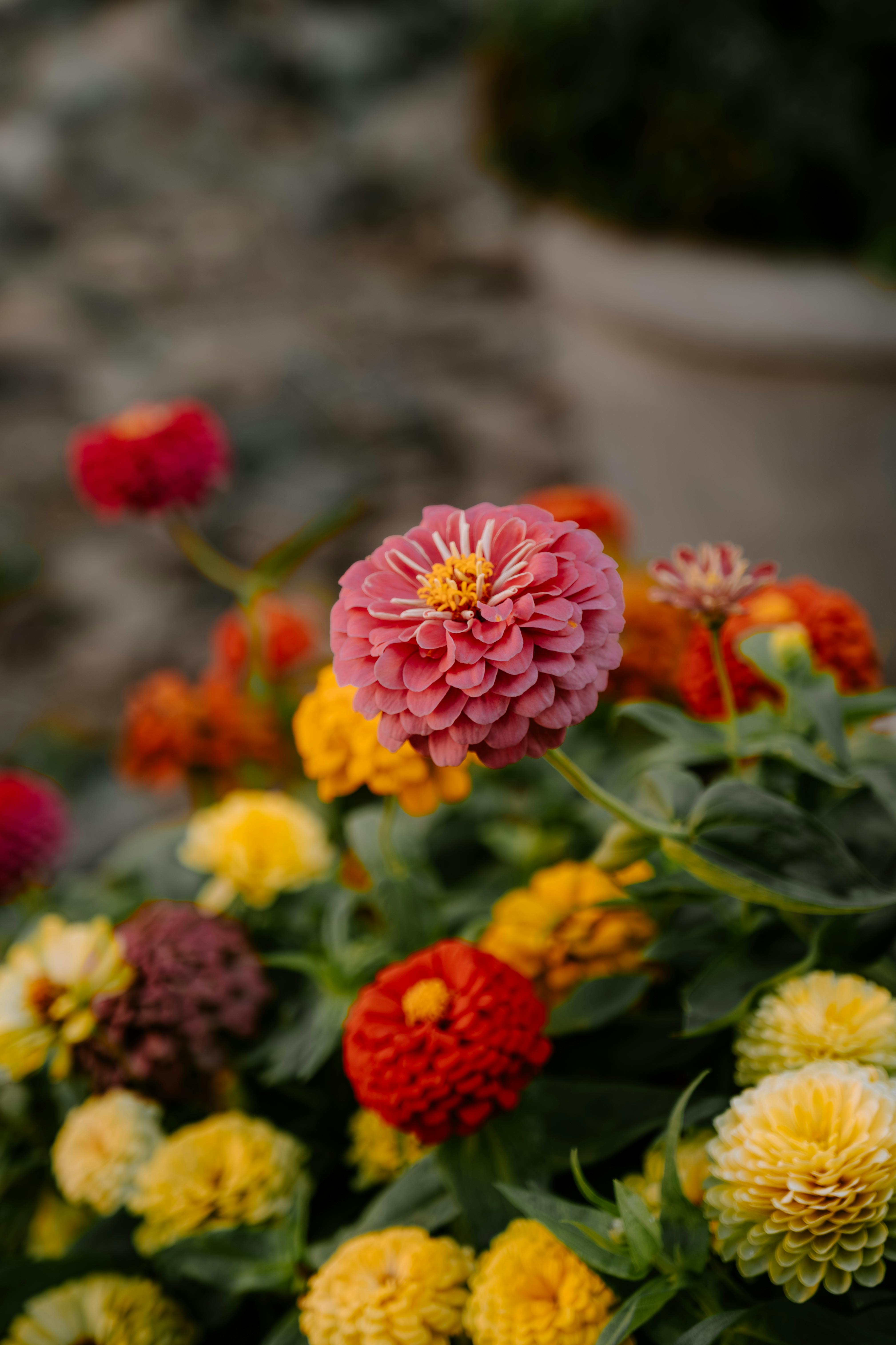 Colorful Zinnia flowers bloom vibrantly in an El Paso garden, showcasing pink, yellow, and red hues.
