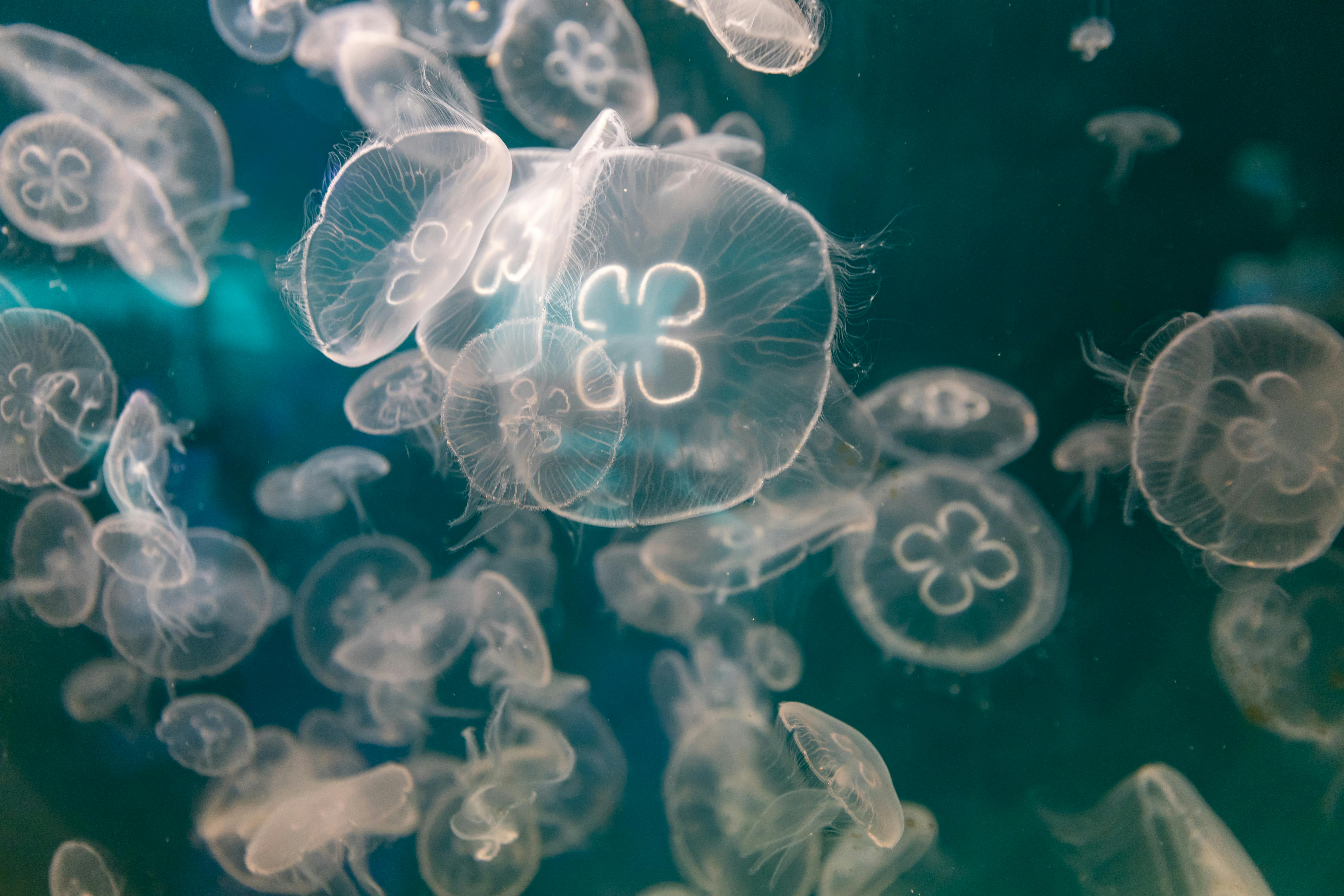 一群迷人的月亮水母优雅地漂浮在宁静的水下环境中