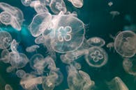 一群迷人的月亮水母优雅地漂浮在宁静的水下环境中