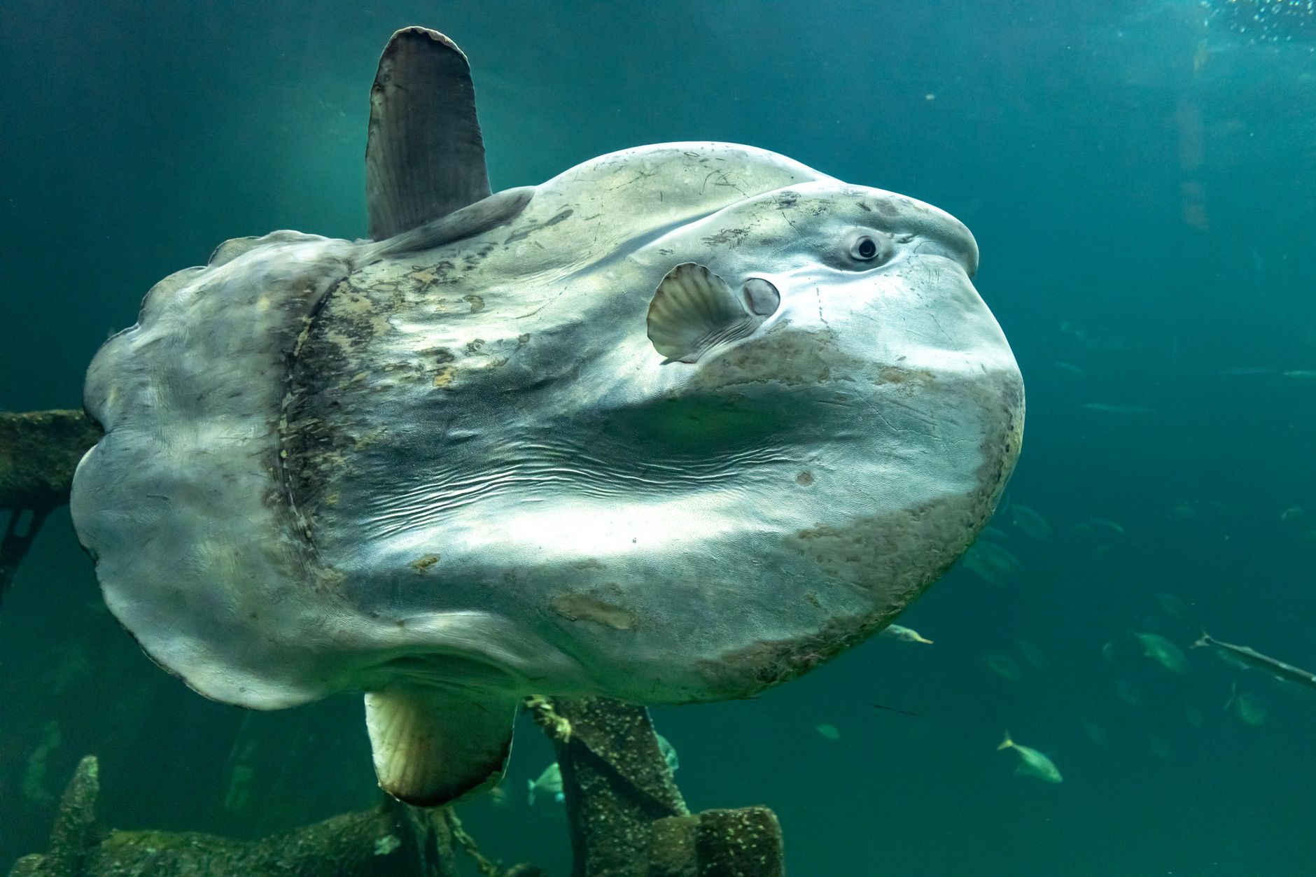 Komodo a Nusa Penida 6