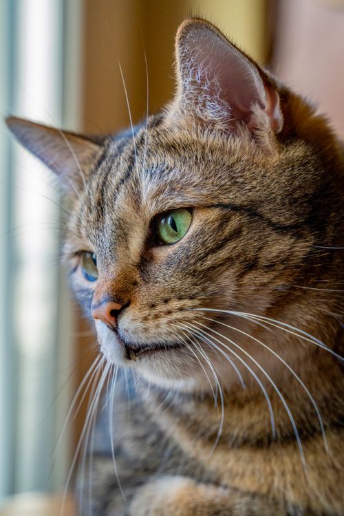 Close-Up Portrait of a Tabby Cat with Green Eyes · Free Stock Photo