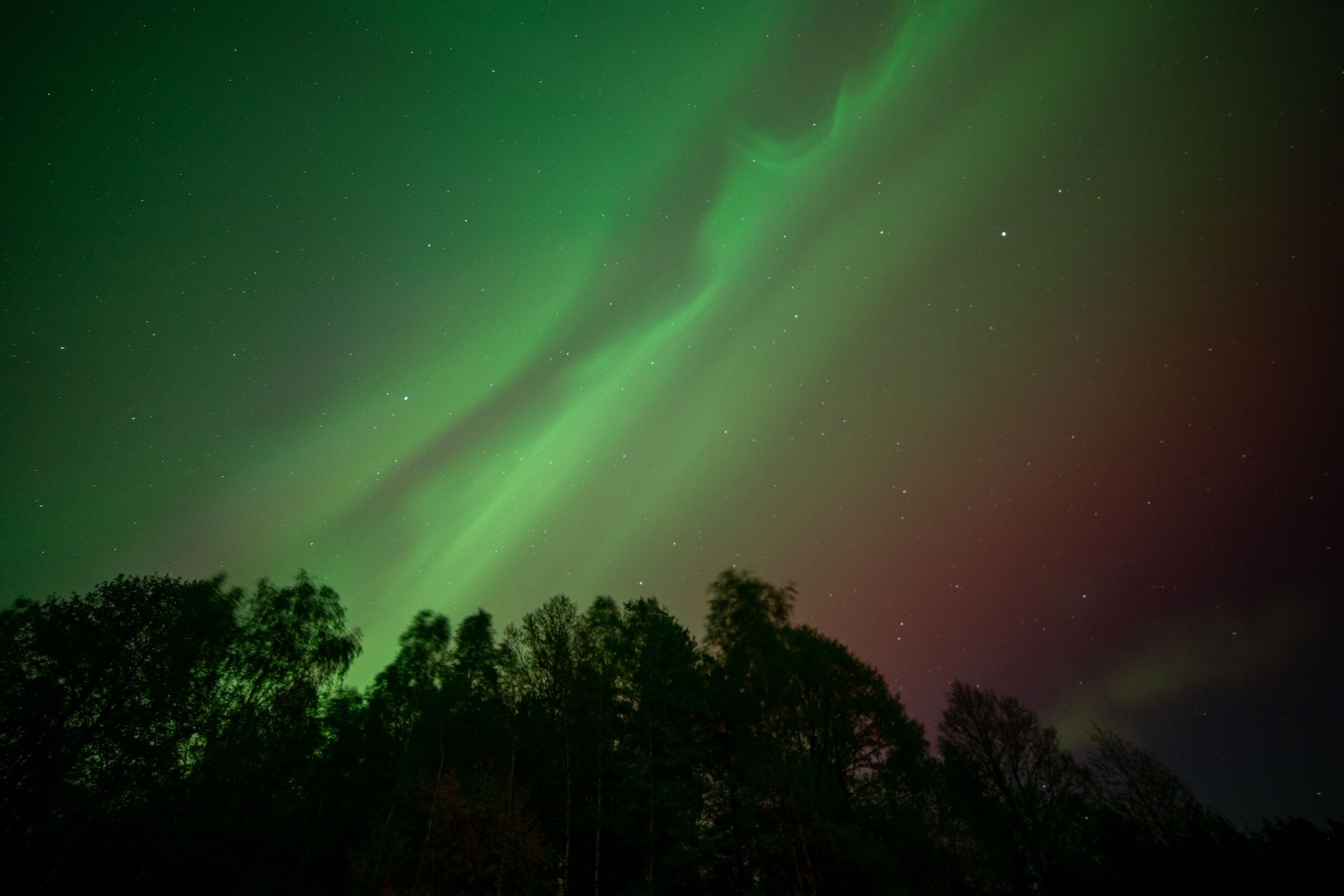 Franja verde de aurora boreal sobre una línea de árboles en un cielo nocturno despejado