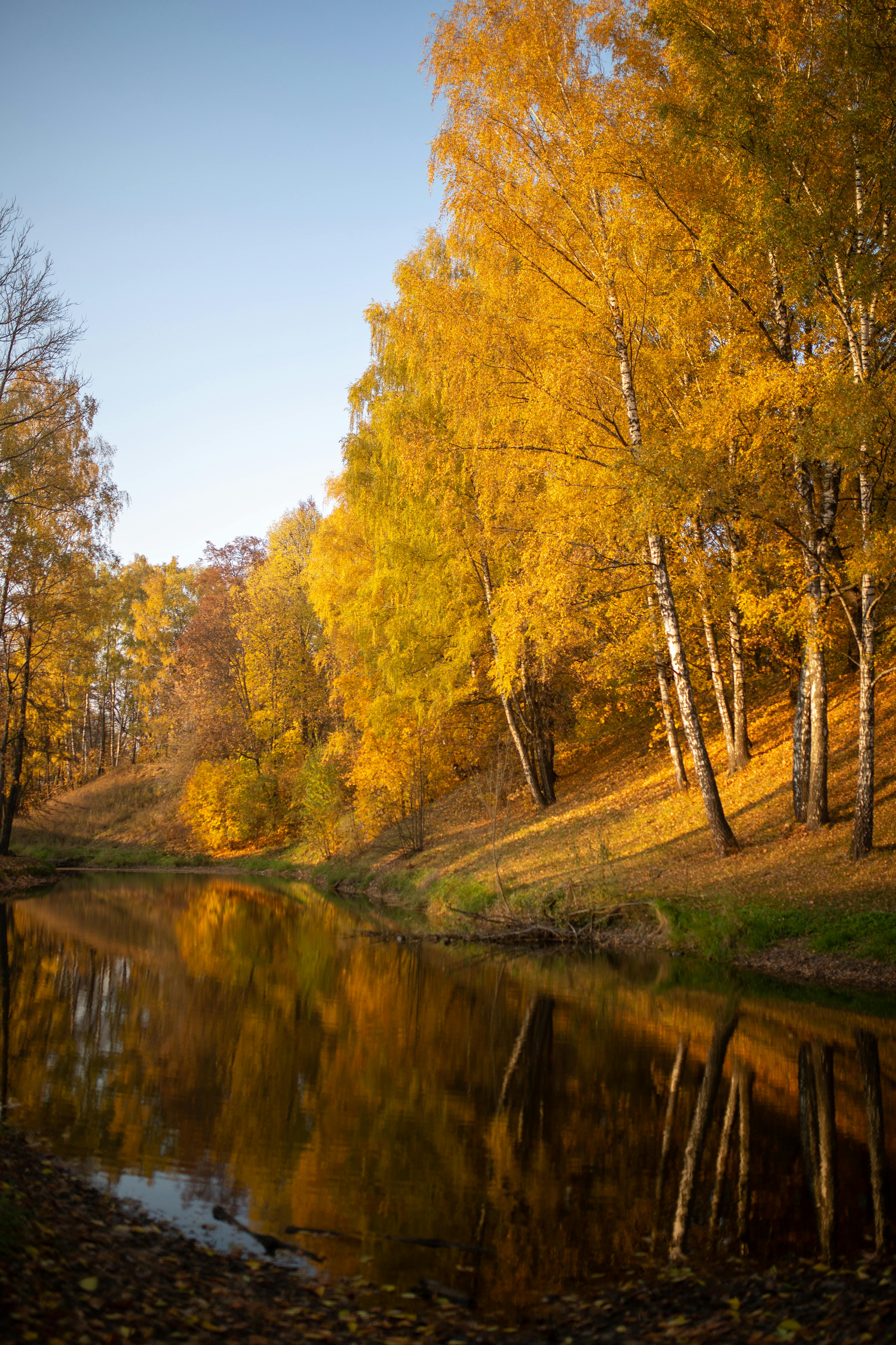Beautiful golden autumn trees reflecting in a serene river in Belarus.