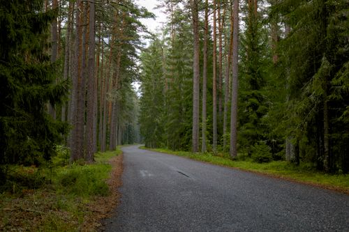 Free Peaceful winding road through a lush, green forest with tall pines, ideal for relaxing scenery. Stock Photo