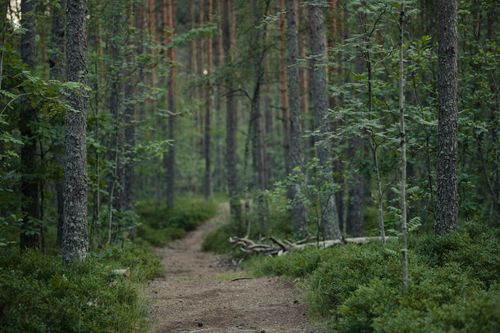 Free Explore a peaceful forest trail surrounded by lush greenery and towering trees, perfect for nature enthusiasts. Stock Photo