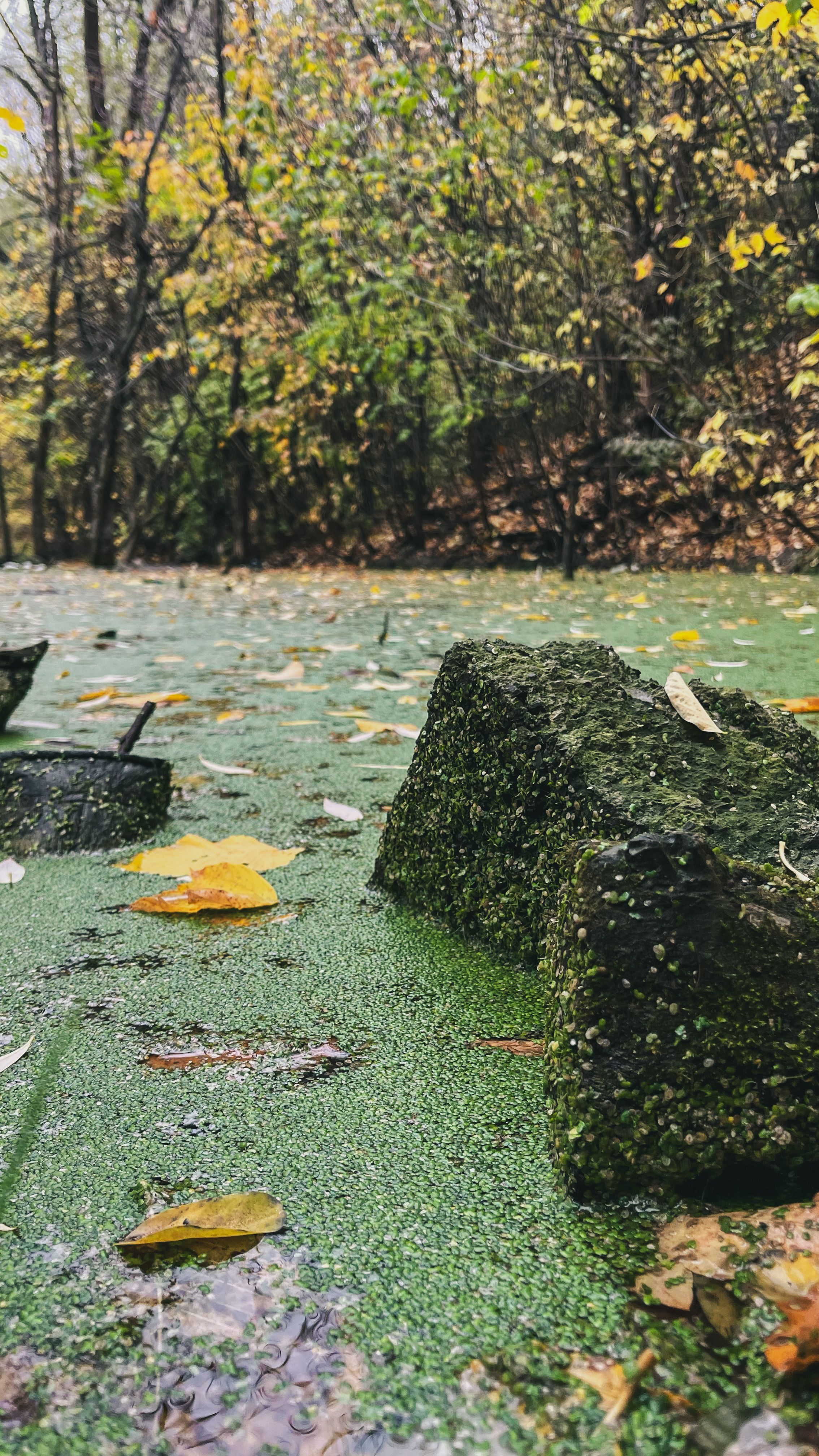 Serene Autumn Pond with Algae Covered Rocks · Free Stock Photo