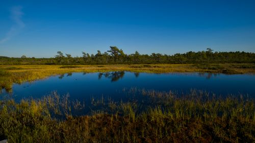Free Beautiful autumn wetland with calm water and blue sky creating a serene nature scene. Stock Photo