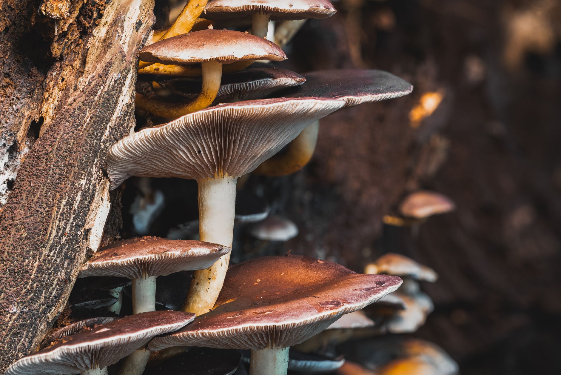 Best Mushroom Growing Kit for Beginners (2026)