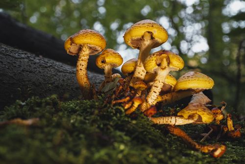 Free Macro shot of yellow mushrooms growing on a moss-covered log in a forest setting. Stock Photo