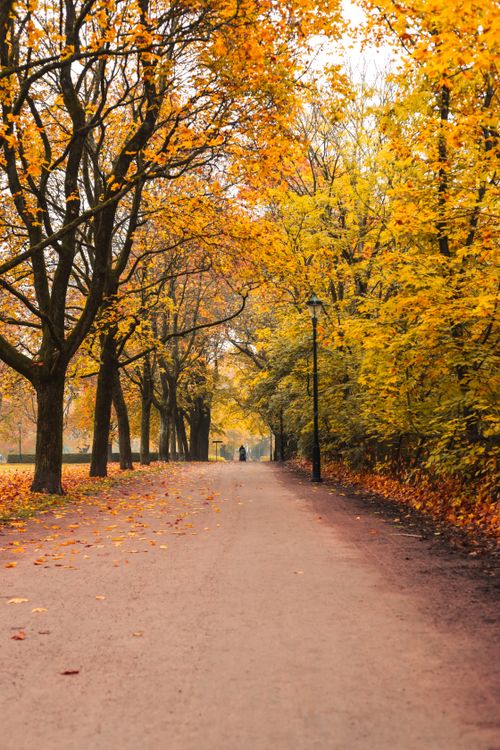 Scenic Autumn Pathway with Vibrant Foliage · Free Stock Photo