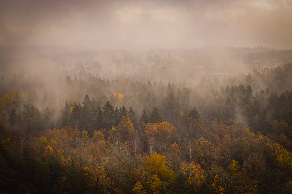 Foggy autumn scene in a Norwegian forest featuring vibrant fall foliage and mist in the air.