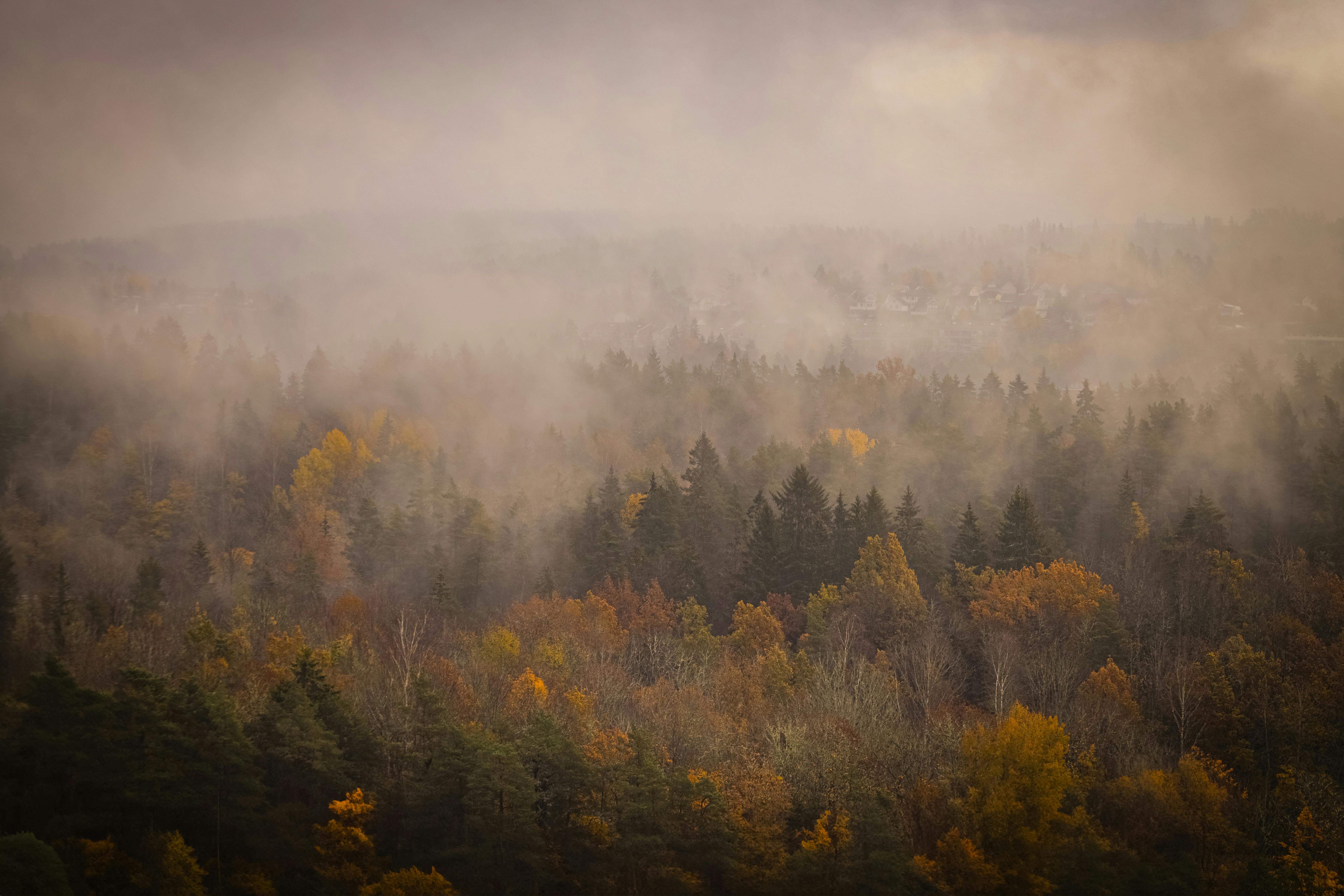 Captivating mist over a colorful autumn forest in Norway, showcasing vibrant foliage.