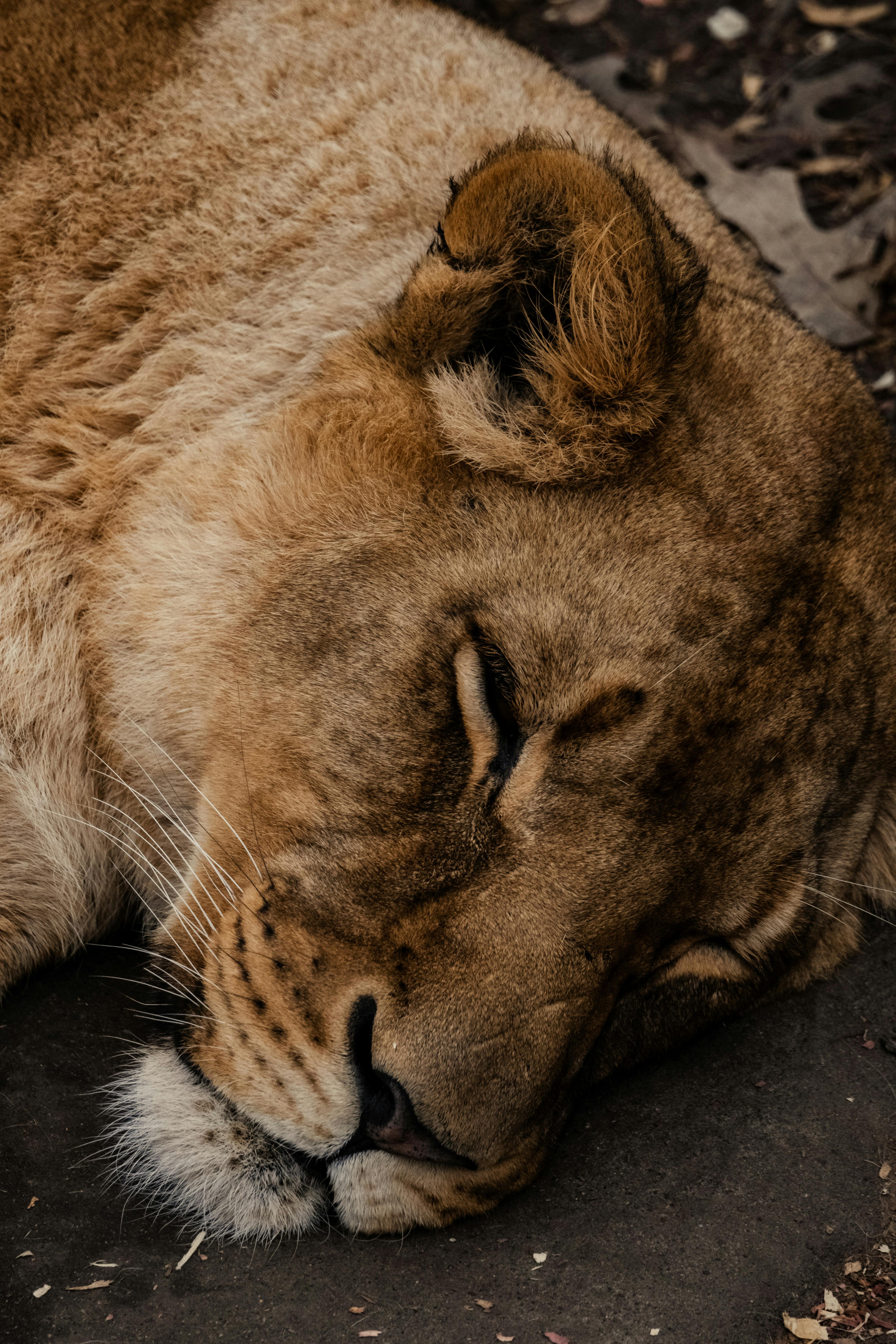 close up of a sleeping lioness in the wild