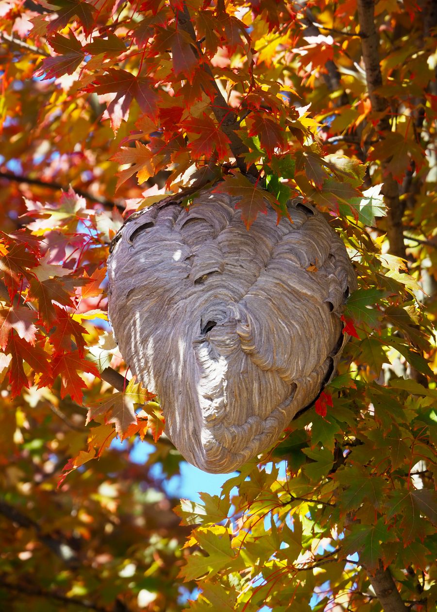 Nid de frelon suspendu parmi les feuilles d'automne — repérage visuel avant intervention de destruction nocturne