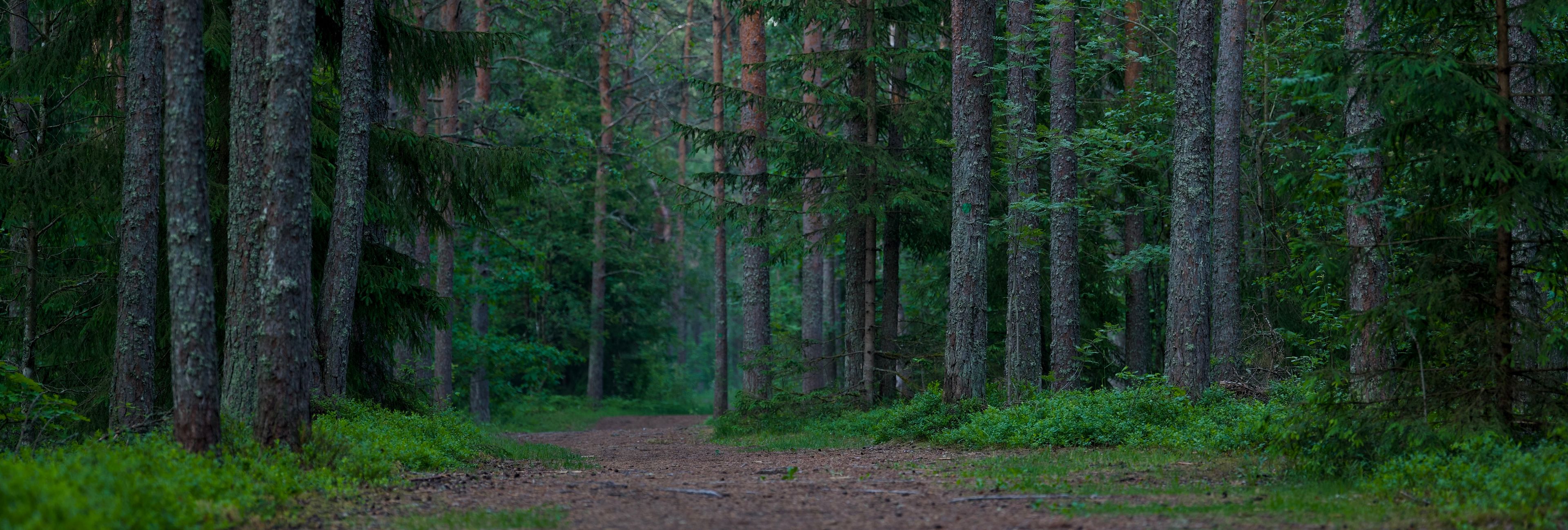 Wild Foraging Protocol: Find Wild Food in Nature (2026)