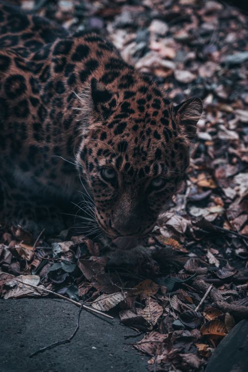 Free A captivating leopard among dry leaves, showcasing its fierce and majestic presence. Stock Photo