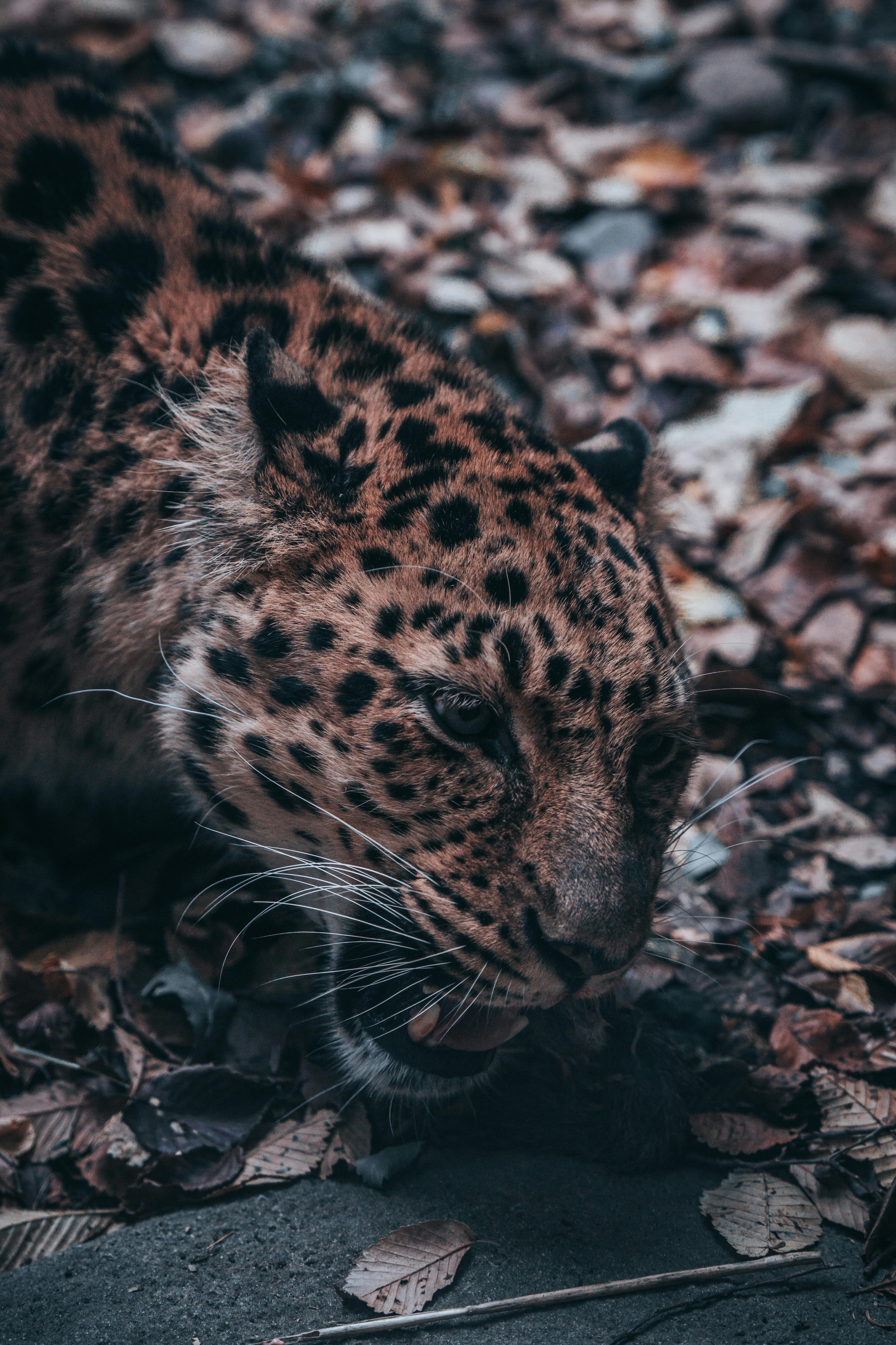 close up of a spotted leopard on leafy ground