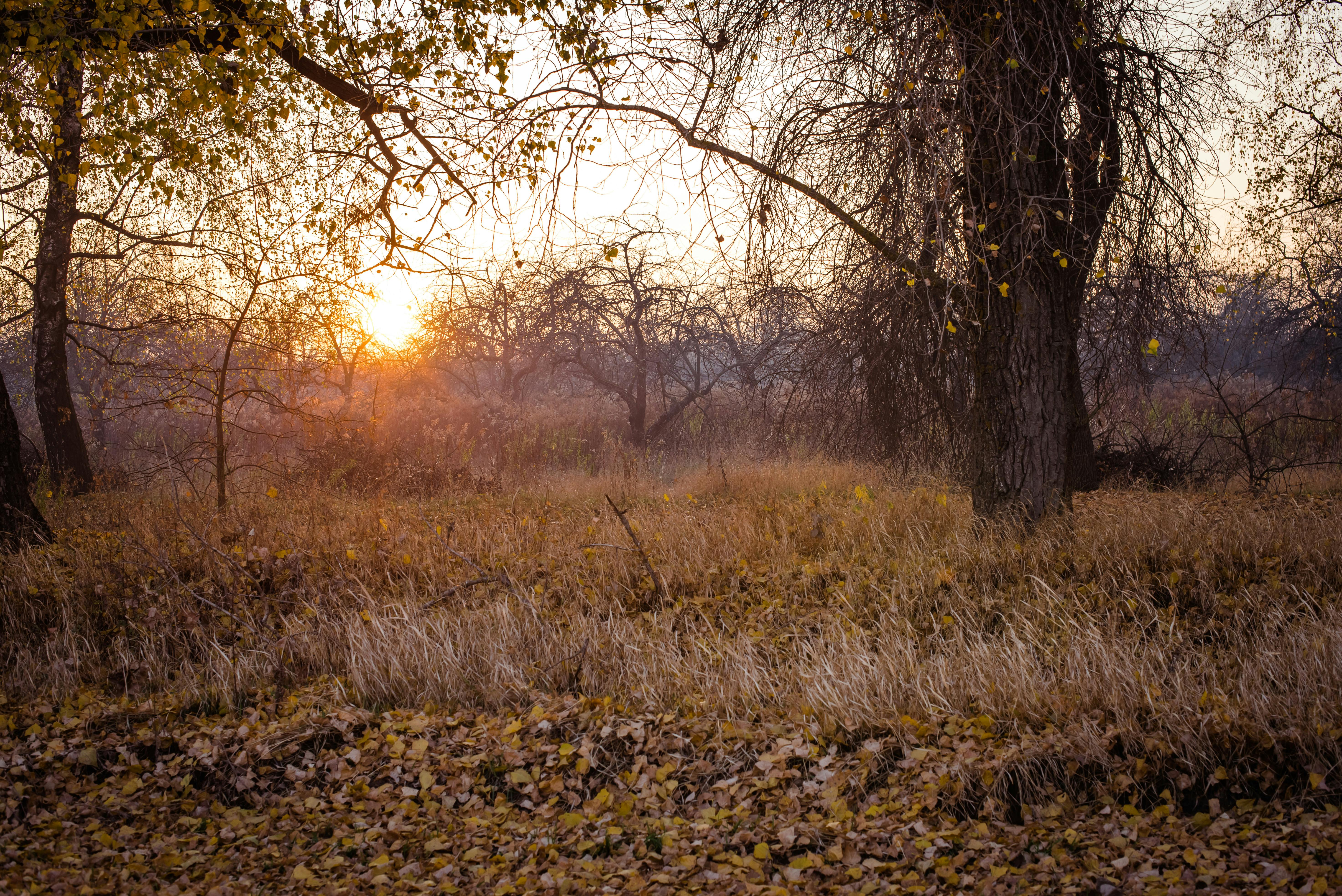 Serene autumn landscape with dry branches and fallen leaves in a forest at sunset.