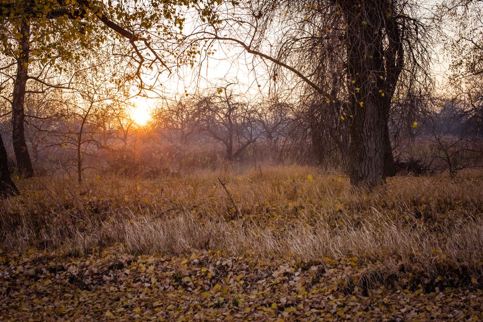 Serene autumn landscape with dry branches and fallen leaves in a forest at sunset.