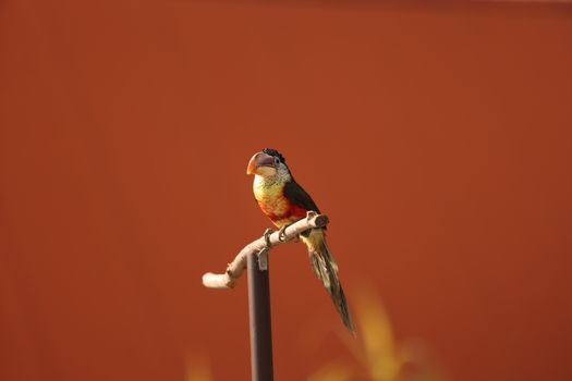 A colorful parrot with bright orange and green feathers perches against a vibrant background.