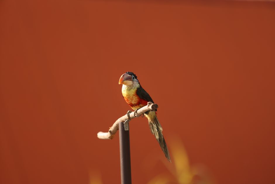 Un pui de papagal, salvat de pompieri dintr-un balcon din Tulcea