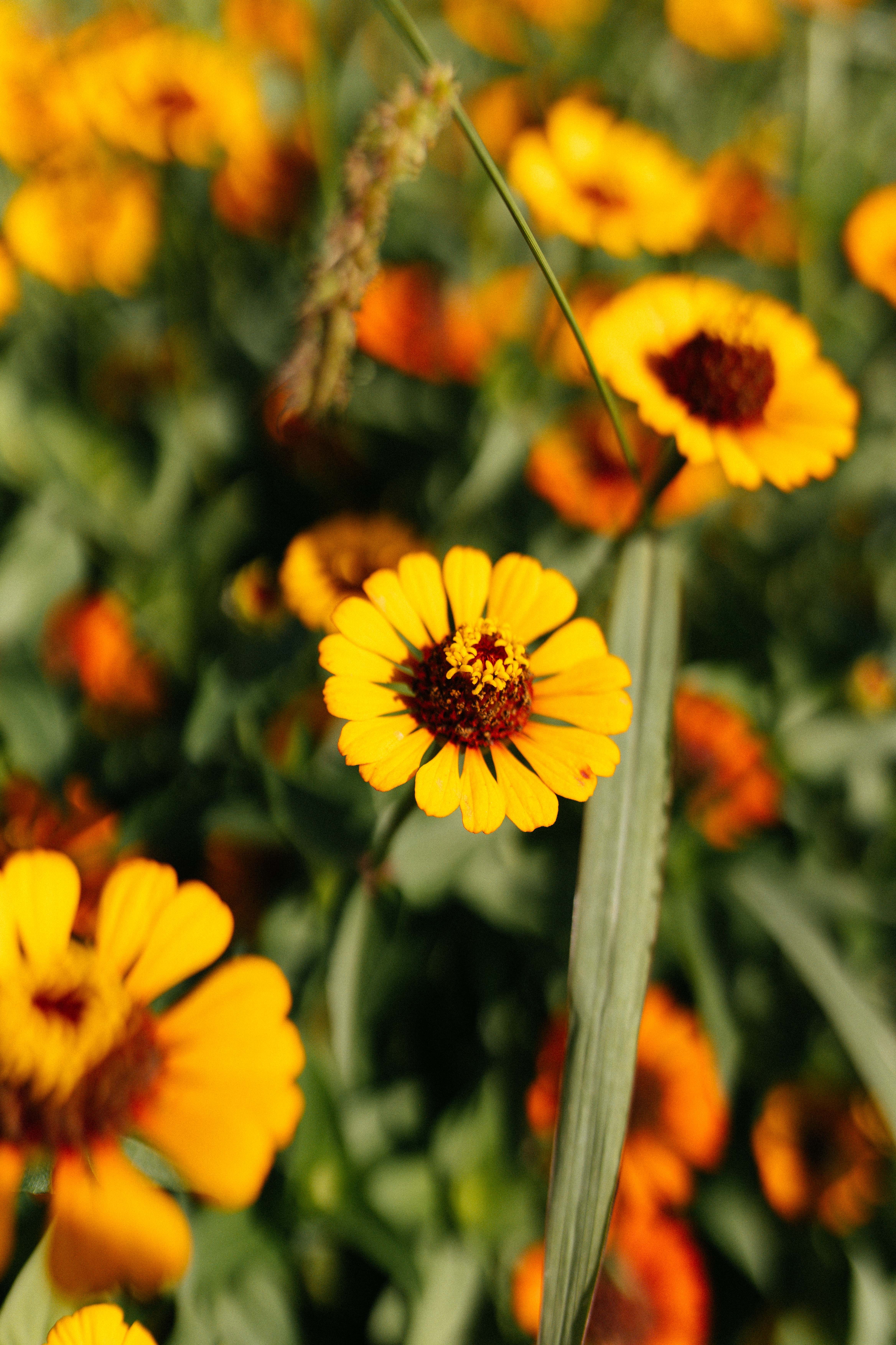 [ColoSach]-close-up-of-vibrant-yellow-and-orange-zinnia-flowers-blooming-in-a-lush-garden-setting,-capturing-summer-vibrancy.