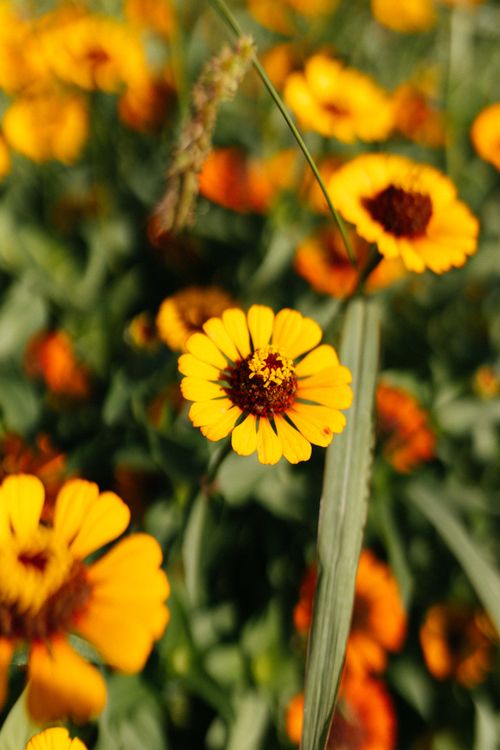 Free Close-up of vibrant yellow and orange zinnia flowers blooming in a lush garden setting, capturing summer vibrancy. Stock Photo