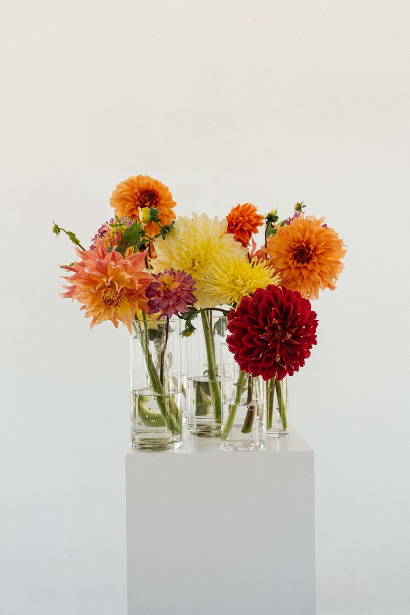 A collection of colorful dahlia flowers in clear glass vases on a minimalist pedestal.