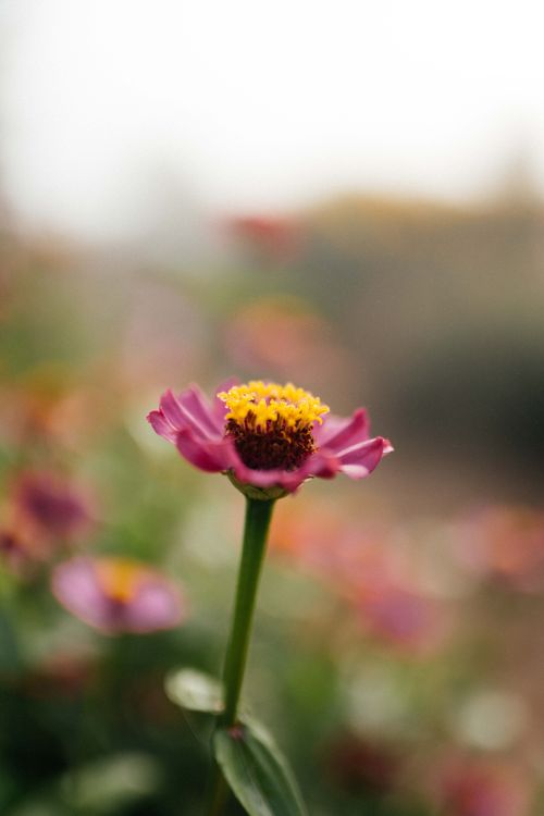 Free A beautifully detailed close-up of a pink Zinnia flower in full bloom, showcasing vivid colors in a soft focus garden setting. Stock Photo